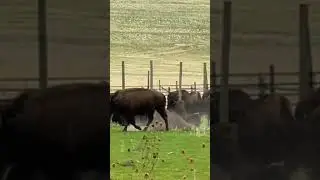 Bison wallowing. #bison #buffalo #antelopeisland #wallow