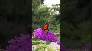 beautiful winged pollinator: the #monarch butterfly is a species at risk in Canada