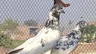 mashallha original salkoti batera jora for sel 03484808737 pleez my cehnal subscribe pleez