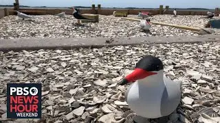 A 'Hail Mary' to save some species of birds in Maryland