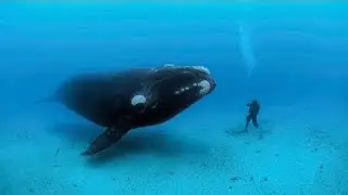 What happens to Whale Bodies when they Die