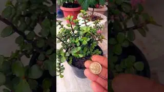 jade plant #vastutips #garden #ytshorts #gardeningwithsimmy