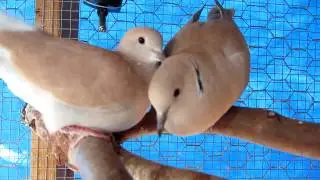 Widget and Pijjy