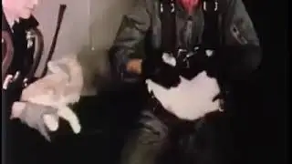 USAF test with Cats in microgravity