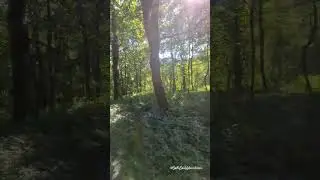 Sun shining through the trees #walking #adventure #outdoors 🌲🌳☀️ @SaltySoulAdventures.