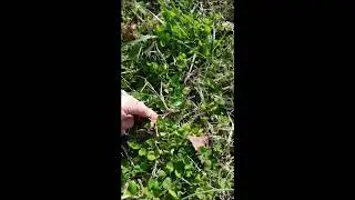 Sweet Violet VIOLA ORDORATA Wild Edibles and Medicinal Plants | Plant Uses and  Benefits | Herb Id