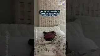 This dog won't go to bed without her bedtime ritual of being tucked in!