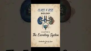 Excretory System🧬 Class 10th ICSE biology🩺 Handwritten notes 📝#cheatcode &pound;biology #icse