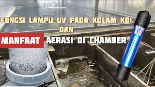 THE FUNCTION OF UV LAMPS IN KOI POND AND THE BENEFITS OF AERATION IN THE CHAMBER | SOLUTIONS TO P...