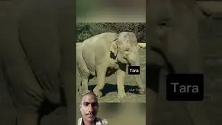 female हाथी ने अपने injured dog friend**ki जान kese बचाई??