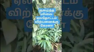 Low rates Cardomom estate sales in Kerala. #thenirealestate #tamilnadurealestate  #land #cardamom