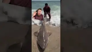 Shark Catch and Release