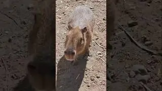 Ronsoco o capibara ?