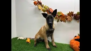 🐶 Mechelse Herder 🐶 reu 🐶 PUP ID 010673119 🐶