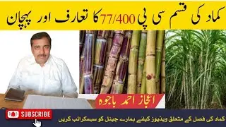 Introduction and Identification of sugarcane variety  CP 77400