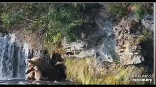 G, coy, bears of BF Explore.org 8/3/24