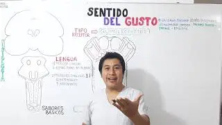 CLASE 05: SENTIDO DEL GUSTO Y OLFATO parte 1