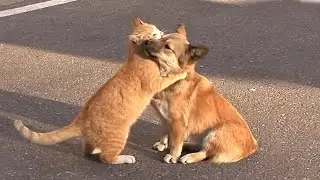 ЭТО СТОИТ УВИДЕТЬ! Кошка утешает щенка, которого выбросили хозяева!