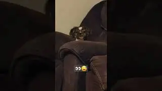 staring contest with my dog 👀🤣