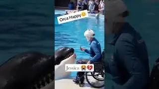 Jessica is back orca happy Jessica Real video Jessica last moment with dolphin #jessica #dolphin