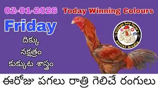 02-01-2026 Today Winning colours @villageboyfarms 