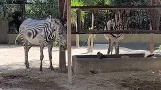 Zebras at Lisbon Zoo [Lisbon 2022][62][m]