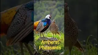 🐓 Most beautiful Amherst Pheasants 🐓😍அம்ஹெர்ஸ்ட் பீசன்ட் பறவை