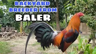 BACKYARD BREEDER! || BALERIANS GAMEYARD