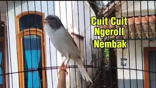 Masteran Kenari Gacor cuit cuit ngeroll nembak pancingan jitu untuk kenari cepat Gacor dan nembak 