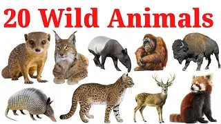 20 जंगल के जानवरों के नाम | 20 Wild Animals Names With Pictures And Sound | Fun learning For Kids