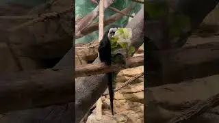A lado de un animal 🫢‼️#zoo #zoom #comedia #humor #usa #marido #risa #broma #art #chiwislovers