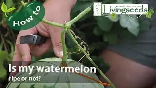 Is my watermelon ripe?