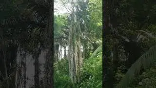 Alamnya Sedang di terpa Angin Kencang #alam #scene #flora