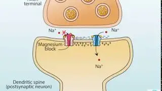 AMPA and NMDA receptors