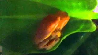 Tiger Leg Monkey Frogs in Amplexus