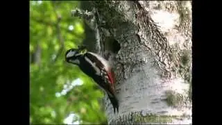 ST&Ouml;RRE HACKSPETT  Great Spotted Woodpecker in Sweden  (Dendrocopos major)  Klipp - 1041