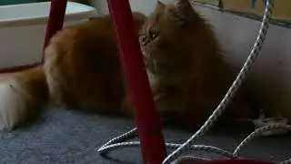 FLAT FACE CAT 05 06  2023