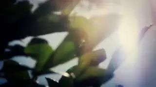 #5257, Juego de luces, desenfoque, flare y ramas [Efectos], Arte y experimental