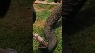 The glutton😍 #elephant #shorts #animals #funnyanimals #videoanimals #funnyvideos #pets #cuteanimals