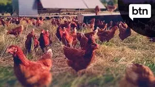 Free Range Chickens - Behind the News