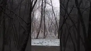Heavy snowfall in Walnut Woods