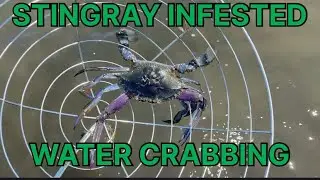CRABBING IN STINGRAY INFESTED WATER