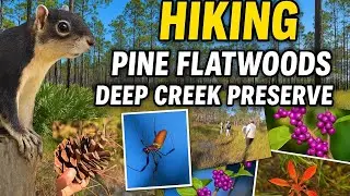 Guided Hike at Pine Flatwoods &ndash; Exploring Nature with Volusia Green