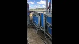 The fastest way to drench sheep