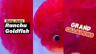 Ikan Mas Koki RANCHU & RYUKIN GOLDFISH Grand Champion 🥇 (Bikin Melongo!)