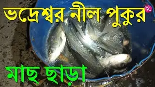 মাছ ছাড়া পালাড়া নীল পুকুরে - Fish Release at Palara Neel Pond | Rozina&rsquo;s Club
