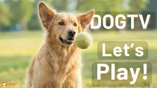 Your Dog Will LOVE This 💙 | Playtime Sounds & Stimulation by DOGTV