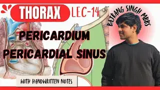 Pericardium Anatomy and Pericardial sinus || transverse and oblique sinus Heart Anatomy thorax