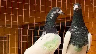 Aaj mana kabuttar pakra dakh kr batao kasa laga