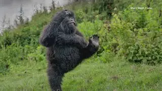 Check out this year's winners of the Nikon Comedy Wildlife Awards